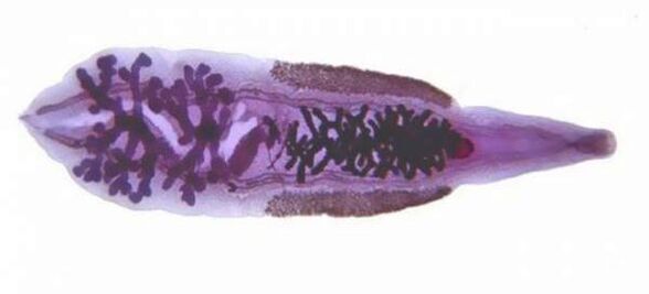 Сибирски метил